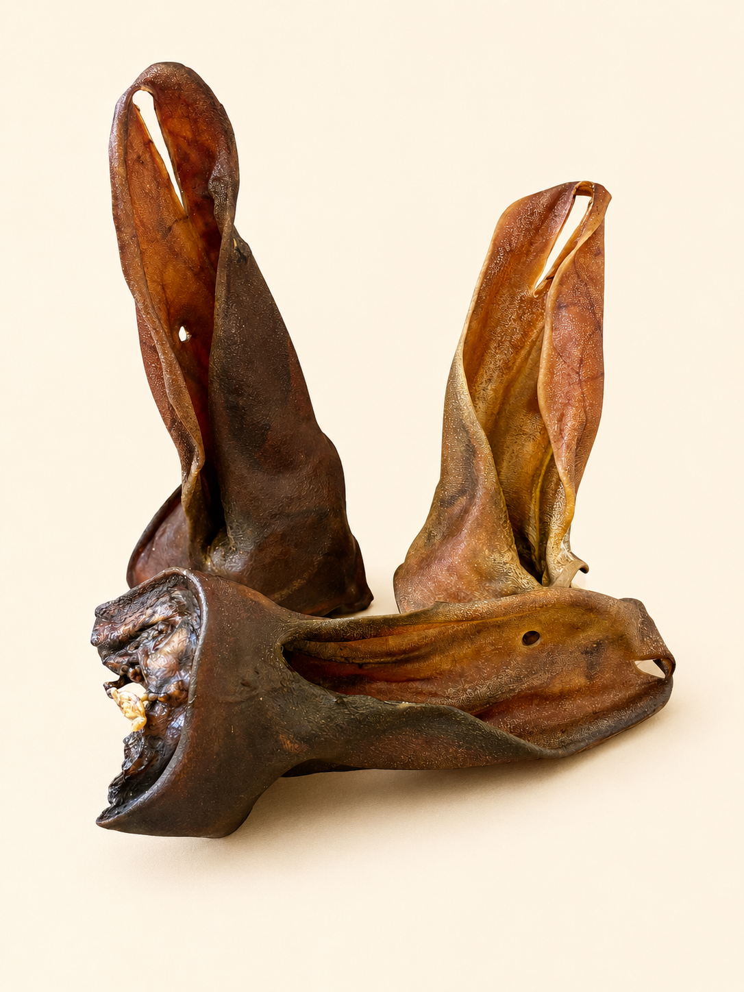 Oreille de bœuf XL sans poils