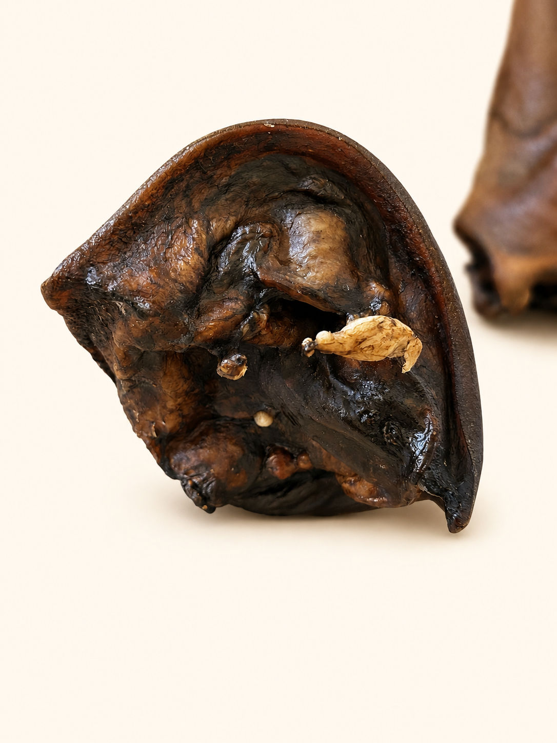 Oreille de bœuf XL sans poils