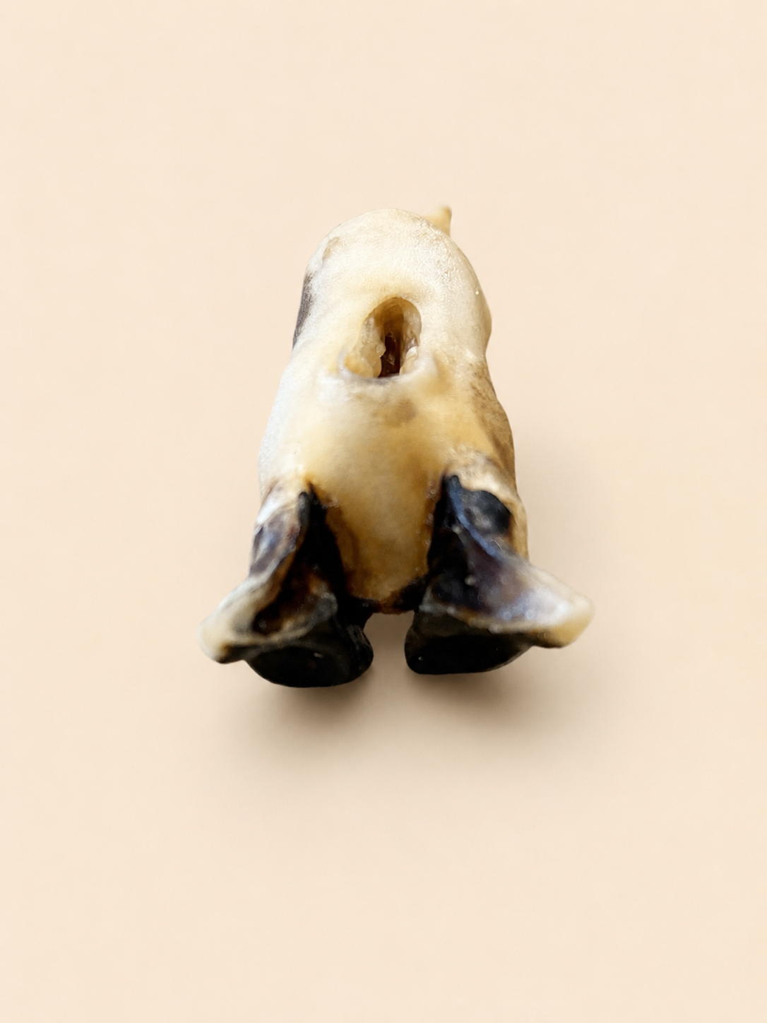 Pied agneau